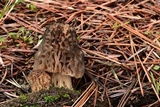 Morchella snyderi image