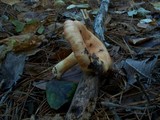 Lactarius vinaceorufescens image