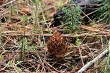 Morchella snyderi image
