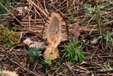 Morchella snyderi image