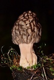 Morchella snyderi image