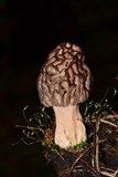 Morchella snyderi image