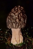 Morchella snyderi image