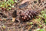 Morchella brunnea image