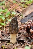 Morchella brunnea image