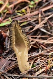 Morchella brunnea image