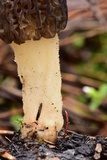 Morchella brunnea image
