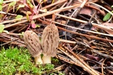 Morchella brunnea image