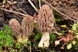 Morchella brunnea image