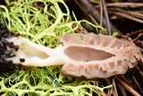 Morchella brunnea image