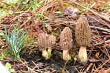 Morchella brunnea image