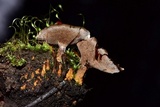 Coltricia confluens image