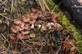 Coltricia confluens image