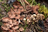 Coltricia confluens image