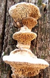 Daedalea quercina image