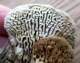 Daedalea quercina image