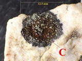Rinodina aspersa image