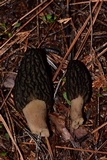 Morchella brunnea image