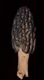 Morchella brunnea image