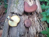 Tricholomopsis rutilans image