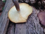 Tricholomopsis rutilans image