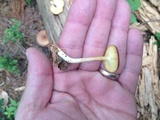 Tricholomopsis rutilans image