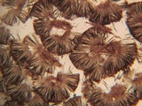 Trichoglossum hirsutum image