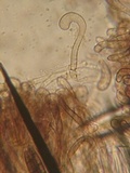 Trichoglossum hirsutum image