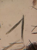 Trichoglossum hirsutum image