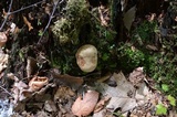 Tylopilus rubrobrunneus image