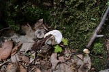 Tylopilus rubrobrunneus image