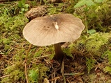 Pluteus primus image