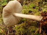 Pluteus primus image