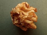Ramaria coulterae image