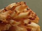 Ramaria coulterae image