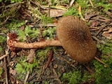 Inocybe lanuginosa image