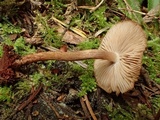 Inocybe lanuginosa image