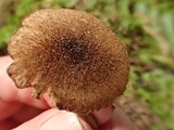 Inocybe lanuginosa image