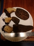 Morchella importuna image