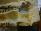 Morchella importuna image
