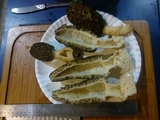 Morchella importuna image