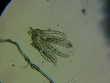 Morchella importuna image