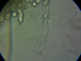 Morchella importuna image