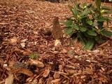 Morchella importuna image