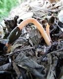 Phallus rubicundus image