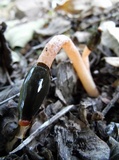 Phallus rubicundus image