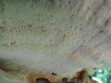 Trametes gibbosa image