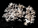 Xylaria cubensis image