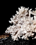 Xylaria cubensis image