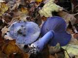 Cortinarius velicopia image